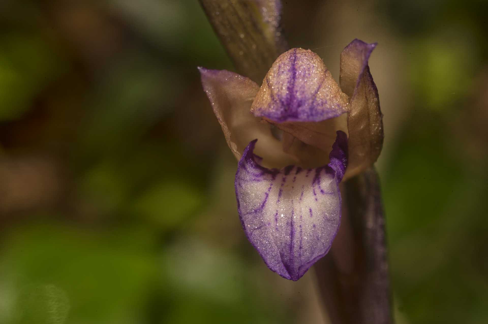 L'orchidea Fior di legna Limodorum abortivum